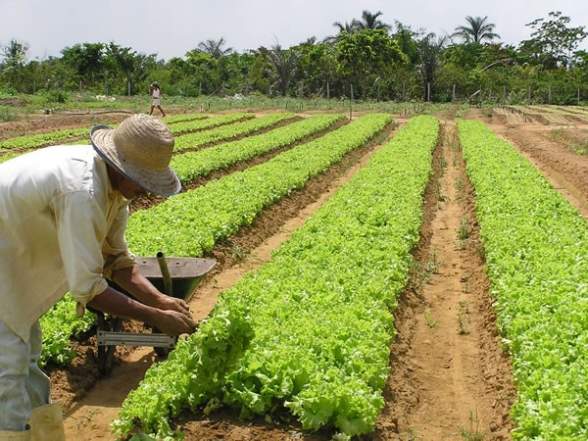 notícias consumo sustentável campo produção saladas hortaliças